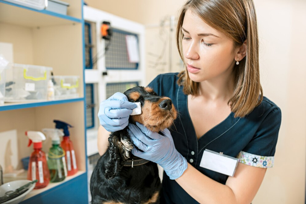 Veterinary Ventures: Essential Steps to Launching Your Own Clinic