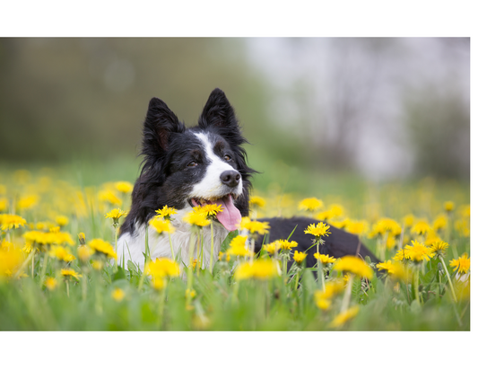 Seasonal Changes: Welcoming Spring Alongside Your Pets