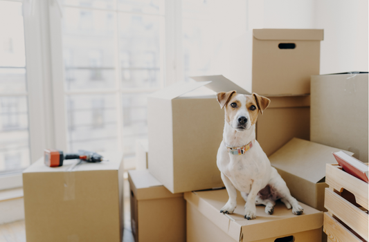 A Complete Guide to Moving Your Pet Across State Lines with Ease
