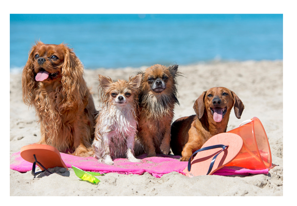 Pawsome Summer Fun: Activities, Safety and Grooming Tips for Your Dog