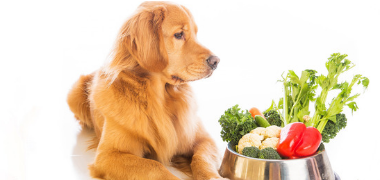 Nutritional Food for Canines