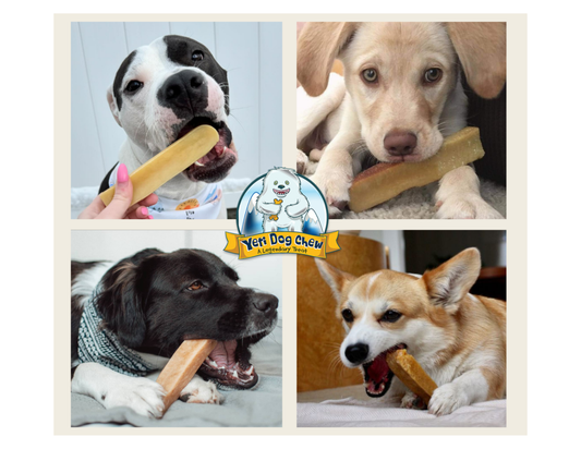Yak Chews vs. Other Popular Dog Chews: What Makes Them Different?