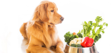Is Nutritional Deficiency Affecting Your Dog?