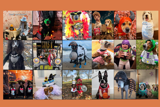 Halloween Tips to Keep Your Pets Safe (and Happy)