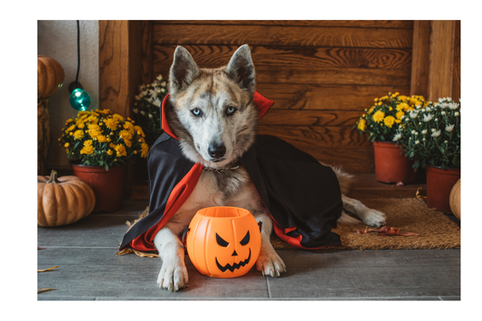 The Ultimate Guide to Dog Halloween Costumes: Cute, Comfortable & Social Media-Worthy Tips