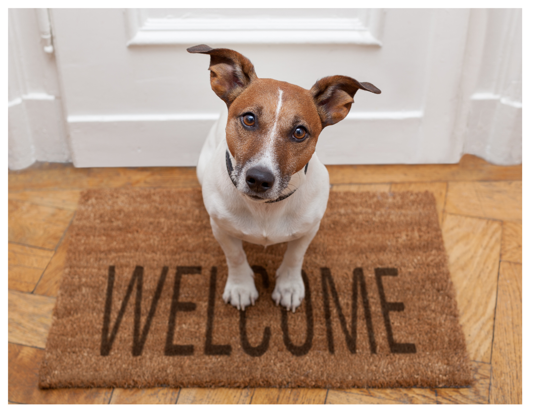 Essential Tips for First-Time Dog Owners to Start Strong and Thrive