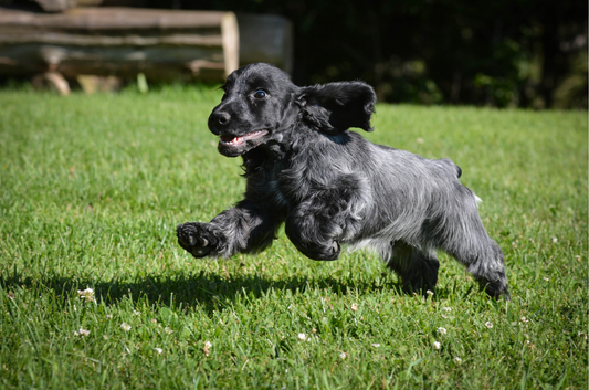 Zoomies: The Wild, Joyful Burst Your Pet Can’t Resist