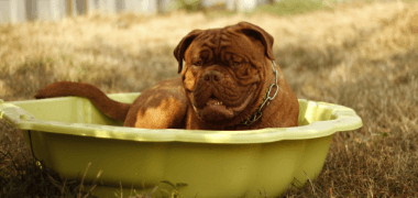 How To Protect Your Dog From Summer Heat
