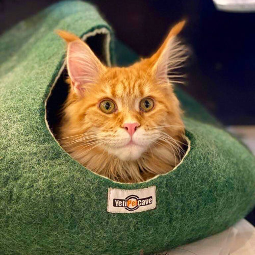 Beyond Beds: Unraveling the Wellness Wonders of Pet Caves
