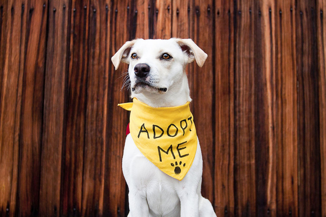 A Practical Guide to Supporting Shelter Pets in Your Community