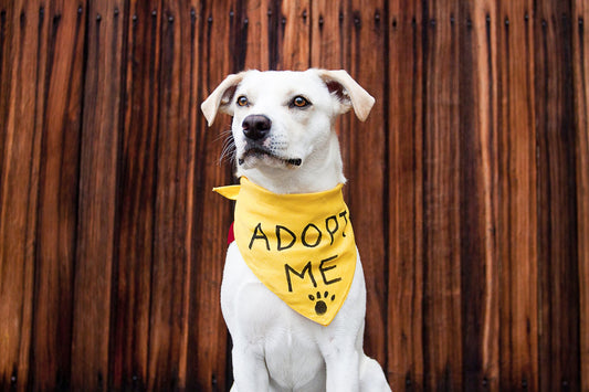 A Practical Guide to Supporting Shelter Pets in Your Community