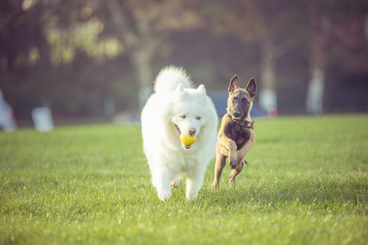 Turmeric for Dogs: A Natural Way to Enhance Their Well-Being