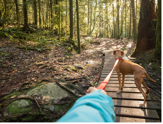 Hiking with Your Dog: A Guide to Adventures on the Trail