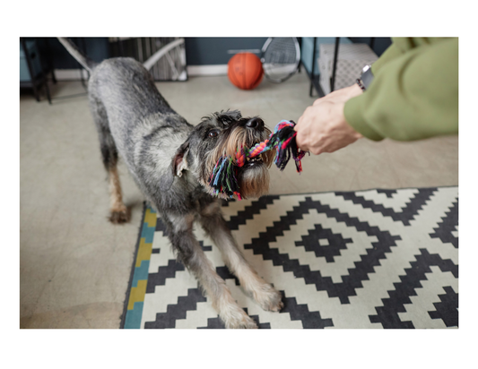 5 At-Home Games to Tire Out an Energetic Dog