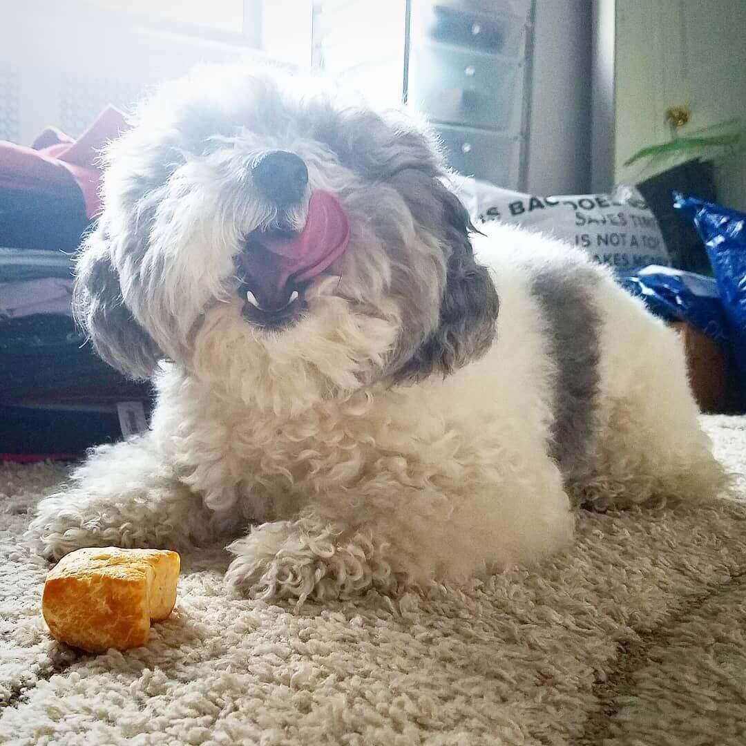 Dog loves Yeti Crunchy Puffs